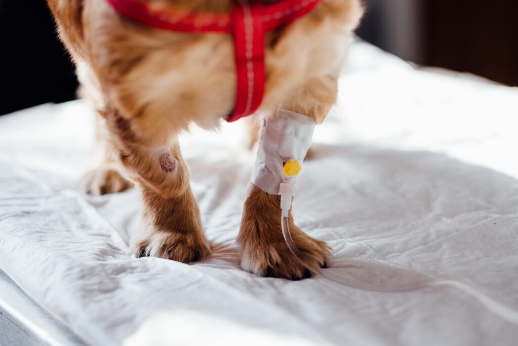 vet, pets, dog, iv fluid therapy