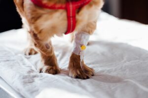 vet, pets, dog, iv fluid therapy
