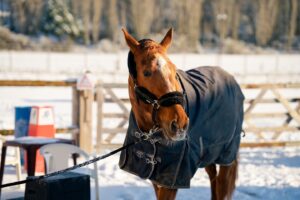 Close-up view of a horse wearing a winter blanket, with soft background blur and cold tones. A minimal and intimate animal detail in a snowy environment. Photography by https://regardvrai.fr — Instagram @regardvrai_photo