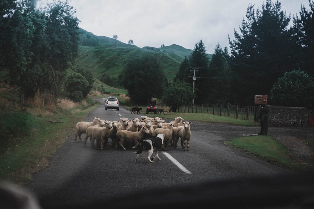 We were on our way to Pipiriki when suddenly this flock of sheep crossed the street right in front of us.