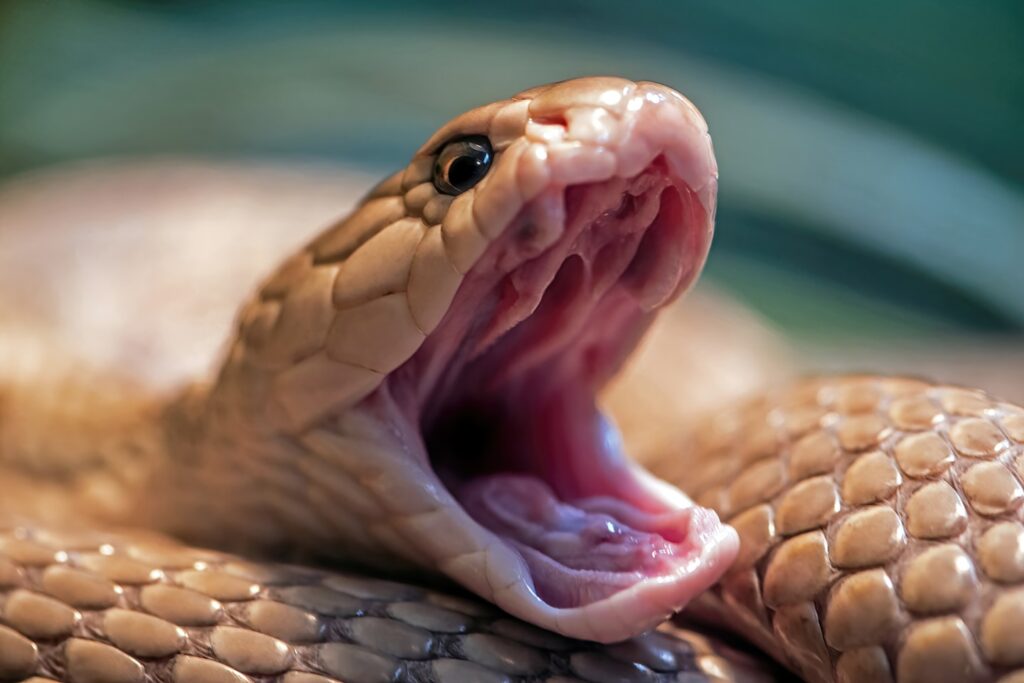 A yawning Asian cobra. Naja kaouthia.